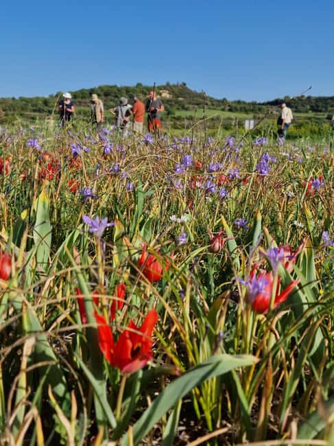 Jeep safari in French, English to Akamas and Avakas Gorge - Discover the Wild Beauty of Cyprus on a Jeep Safari in Paphos