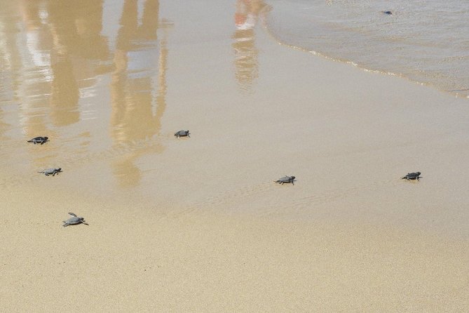 Jeep Safari to Akamas National Park: Avakas Gorge Tour from Paphos - Scenic Drive Through Akamas Forest and Swim Stops