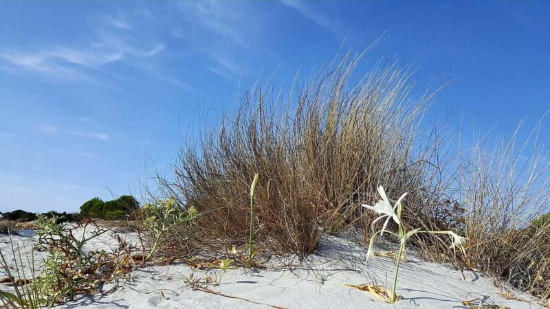 Jeep tour between land and sea - Orosei & Capo comino - Relaxing at Capo Comino’s White Sandy Beach