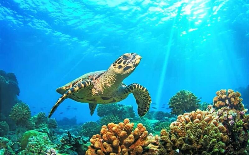 Jeep Tour to Punta Sur Eco Beach Park with Lunch - Beachside Mexican Lunch at a Private Beach Club