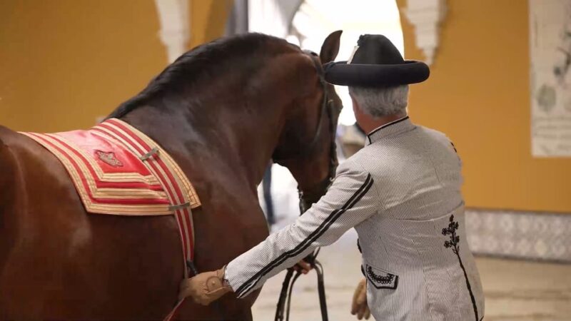 Jerez and Cadiz Private Tour from Seville - Watching the Andalusian Horses Dance at the Equestrian School