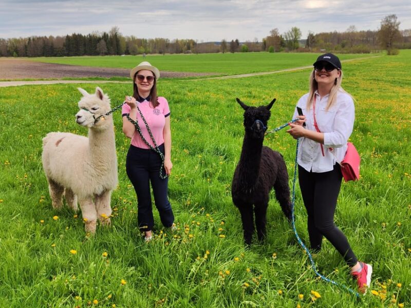 Jettingen-Scheppach: Alpaca hike through the Mindeltal - Experience a Unique Alpaca Hike in Bavaria’s Beautiful Mindeltal