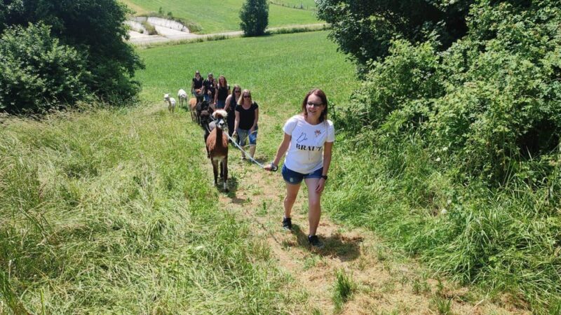 Jettingen-Scheppach: Alpaca hike through the Mindeltal - Interacting with 20 Alpacas and Llamas in a Carefree Setting