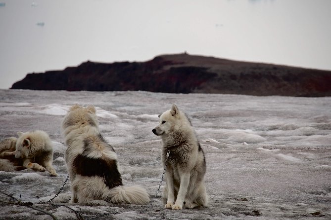 Jewels of Nuuk  Guided Walking Tour - Visiting Nuuk’s Cultural Center: Katuaq