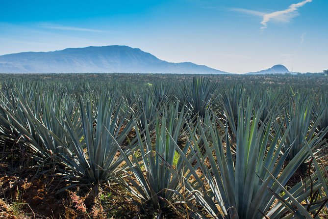 José Cuervo Tequila Day Experience from Guadalajara - The Guide’s Role in Enhancing the Experience