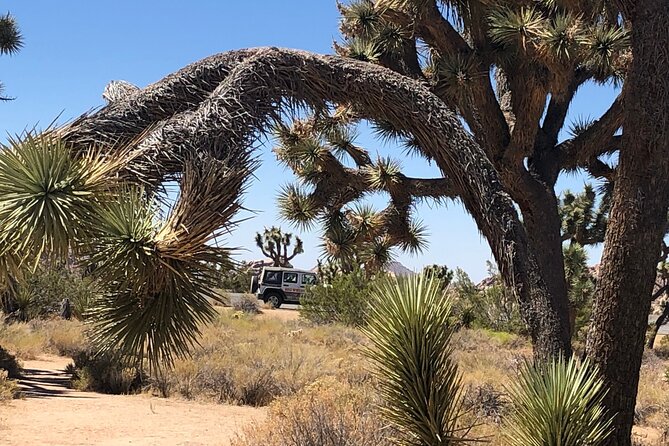 Joshua Tree National Park Driving Tour - Flexible and Well-Structured Itinerary
