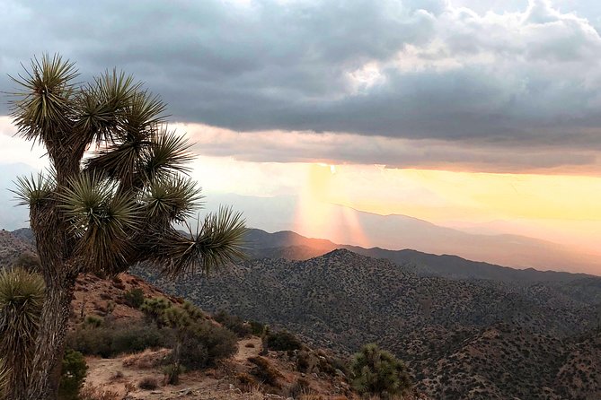 Joshua Tree National Park Scenic Tour - Physical Requirements and Accessibility
