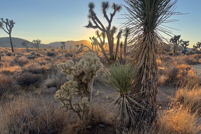 Joshua Tree National Park Sightseeing Adventure Tour - Exploring Hidden Valley: The Heart of Joshua Tree