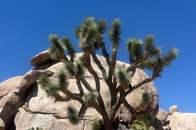 Joshua Tree National Park Sightseeing Adventure Tour - Taking in the Panoramic Views from Keys View
