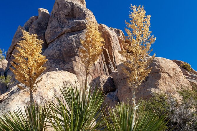 Joshua Tree's Hidden Valley Self-Guided Walking Tour - Explore Joshua Trees Most Popular Trail with a Self-Guided Audio Tour