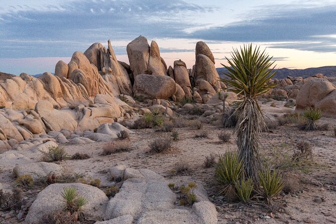 Joshua Tree's Hidden Valley Self-Guided Walking Tour - The Experience in Different Lighting: Sunset Views and Evening Walks