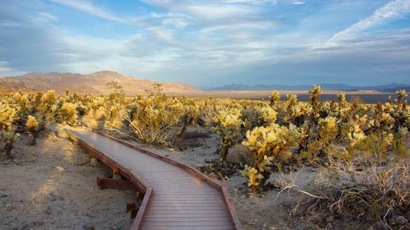 Journey into Joshua Tree: Audio Driving Tour and Local Guide - Practical Details: Booking, Usage, and Requirements