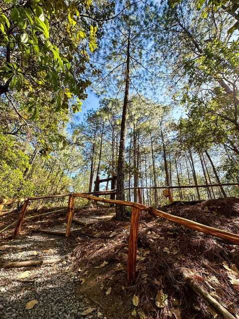 Juárez Highlands: Ecotourism and Workshop Experience - Cultural Highlights in Capulalpam de Méndez
