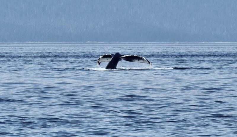 Juneau: 3.5-Hour Small Group Whale Watching Tour - Value and Flexibility of Booking