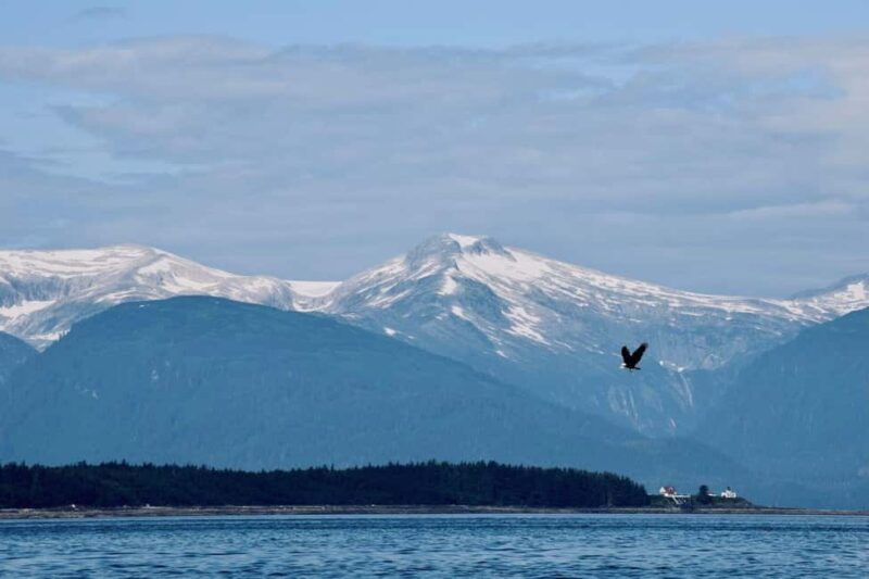 Juneau: 3.5-Hour Small Group Whale Watching Tour - The Sum Up: An Authentic, Up-Close Alaska Experience