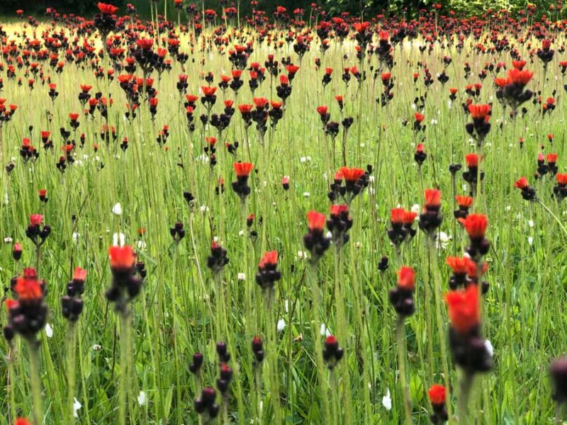 Juneau 3 Hour Scenic Road Trip Excursion - Wildlife and Forest Stops in the Tongass National Forest