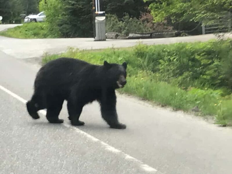 Juneau 3 Hour Scenic Road Trip Excursion - Brotherhood Bridge and the Shrine of St. Therese