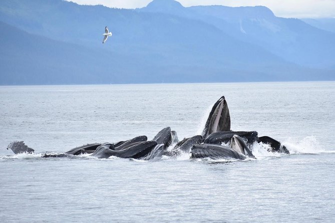 Juneau by Land & Sea - Professional Guides and Naturalists Enhance Your Experience