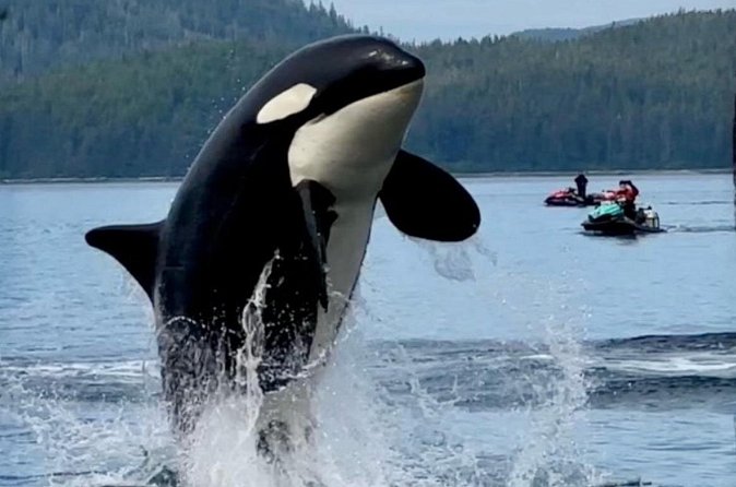 Juneau Jetski & Whale Adventure - Physical Fitness and Skill Requirements