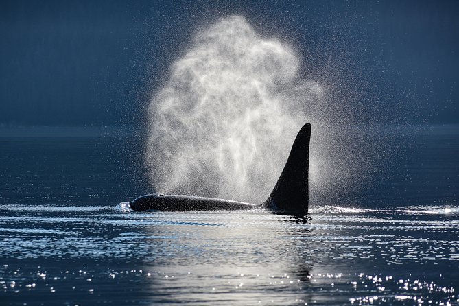 Juneau Lighthouse Tours - Whale watching & Lighthouse Combo - Flexibility and Cancellation Policies