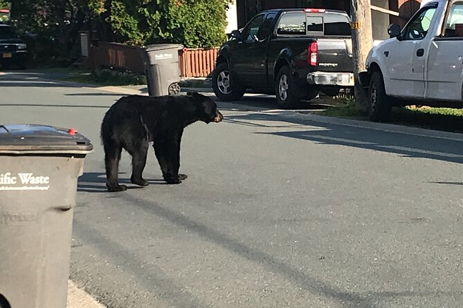 Juneau Private 3 Hour Scenic Road Trip - Douglas Island and Wildlife Spotting Opportunities