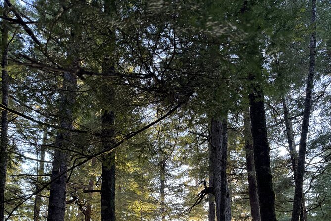 Juneau Private 3 Hour Sightseeing Tour with a Local - Photo Stop at the Mendenhall Glacier