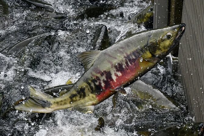 Juneau Private 3 Hour Sightseeing Tour with a Local - Scenic Auke Lake with Mountain Backdrop