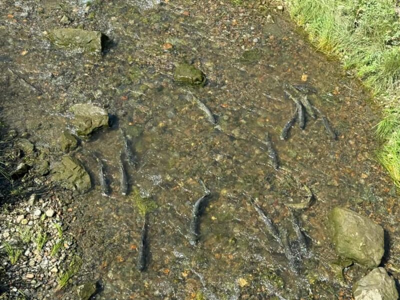 Juneau: Private Bike Tour with Glacier Views & Hatchery Stop - Key Points