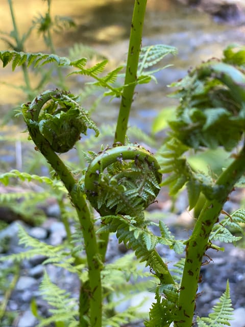 Juneau: Rainforest Photo Safari on a Segway - Perfect for Adventure Seekers and Nature Lovers