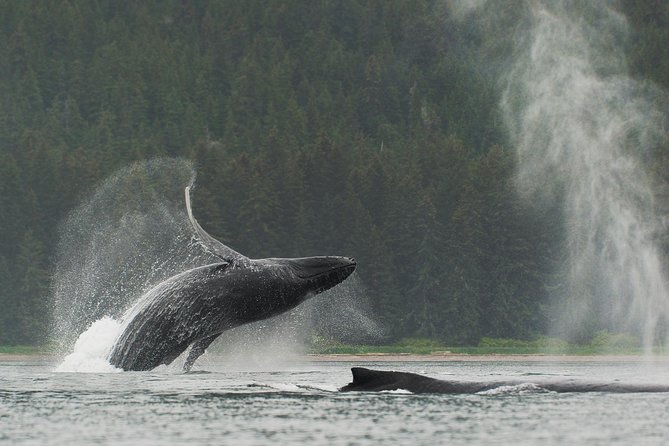 Juneau Shore Excursion: Paddle with Whales Kayak Adventure - Key Points