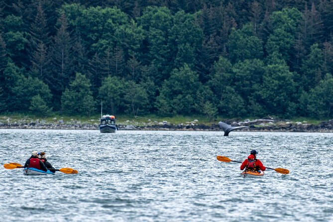 Juneau Shore Excursion: Paddle with Whales Kayak Adventure - Starting at Goldbelt Tram and Auke Bay Harbor