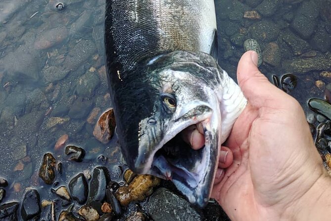 Juneau Shore Fishing Shuttle and Gear - Key Points