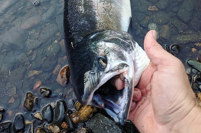 Juneau Shore Fishing Shuttle and Gear - Customer Feedback: Highlights and Challenges