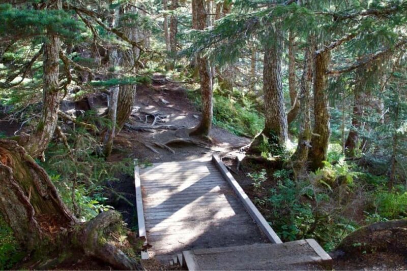 Juneau: Tram, Trails and Ale Tour - Guided Hike on the Totem Loop Trail