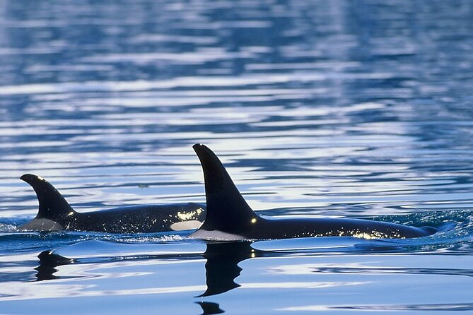 Juneau Whale Watch Adventure - The Fun and Safety of Binoculars and Open Viewing Areas