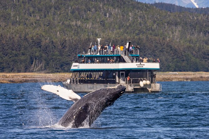 Juneau Whale Watch and Wildlife Quest - Key Points