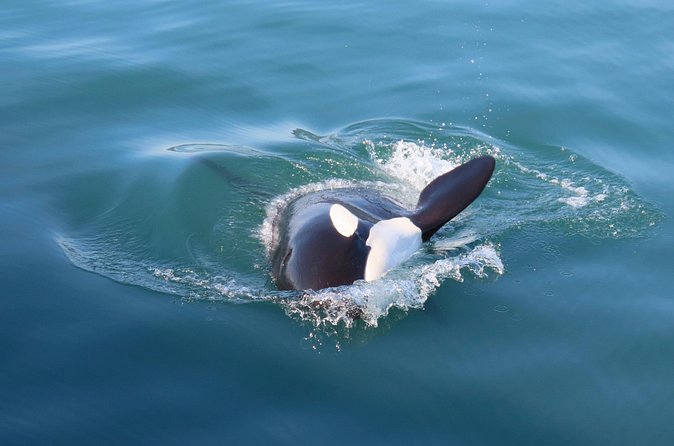 Juneau Whale Watch and Wildlife Quest - Wildlife Viewing Opportunities in Juneau