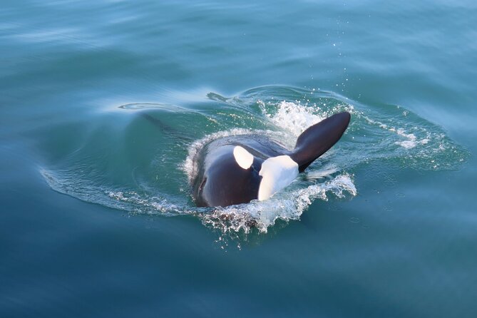 Juneau Whale Watch and Wildlife Quest - Who Will Appreciate This Wildlife Adventure?