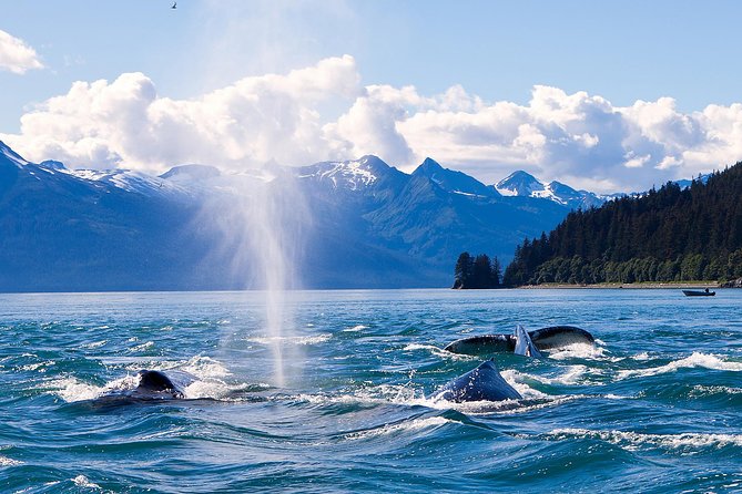 Juneau Whale Watching Adventure - Inside the State-of-the-Art Jet Boat for Maximum Viewing Comfort