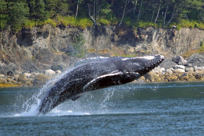 Juneau Whale Watching Adventure - Wildlife Encounters: More Than Just Humpbacks