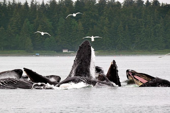 Juneau Whale Watching Adventure - The Role of Guides: Knowledgeable and Personable