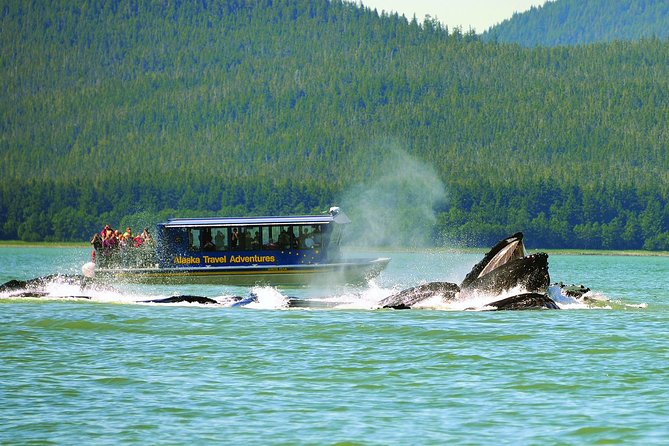 Juneau Whale Watching and Salmon Bake - Practical Details: Meeting Point, Transportation, and Group Size