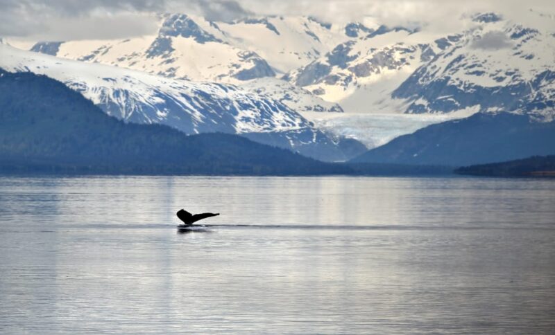 Juneau: Whale Watching and Wildlife Cruise with Local Guide - From the Cruise Terminal to the Whale Watching Boat