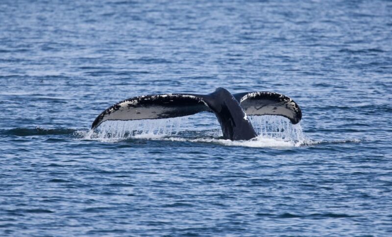 Juneau: Whale Watching and Wildlife Cruise with Local Guide - How Guides Enhance the Whale Watching Experience