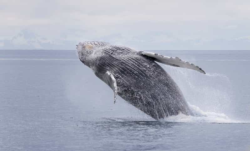 Juneau: Whale Watching and Wildlife Cruise with Local Guide - Scenic Views of Juneau’s Coastline and Mountain Ranges