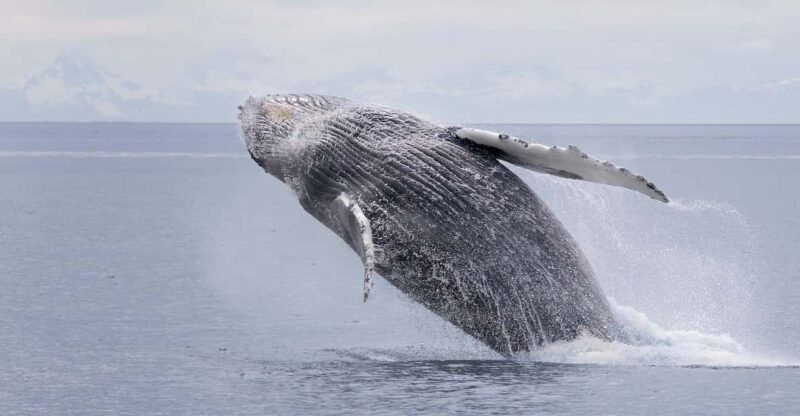 Juneau: Whale Watching and Wildlife Cruise with Local Guide - The Sum Up: An Authentic Alaska Wildlife Experience