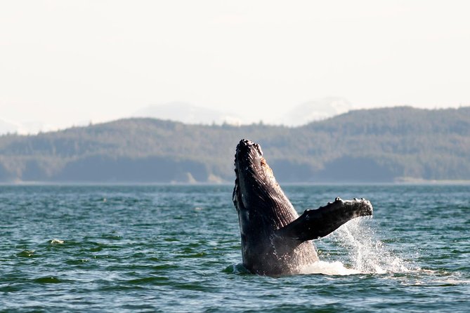 Juneau Wildlife Whale Watching - Departure Location and Easy Access from Juneau