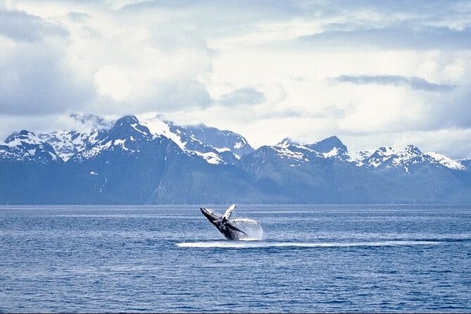 Juneau Wildlife Whale Watching - Booking and Flexibility Policies