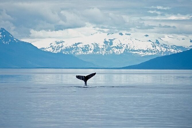 Juneau Wildlife Whale Watching & Mendenhall Glacier - Why This Tour Stands Out in Juneau