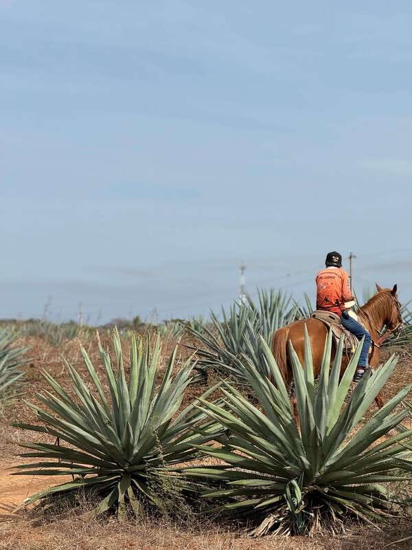 Jungle and beach horseback ride + lunch + mezcal - Mezcal Tasting and Factory Tour at Mr. Lionso Ranch
